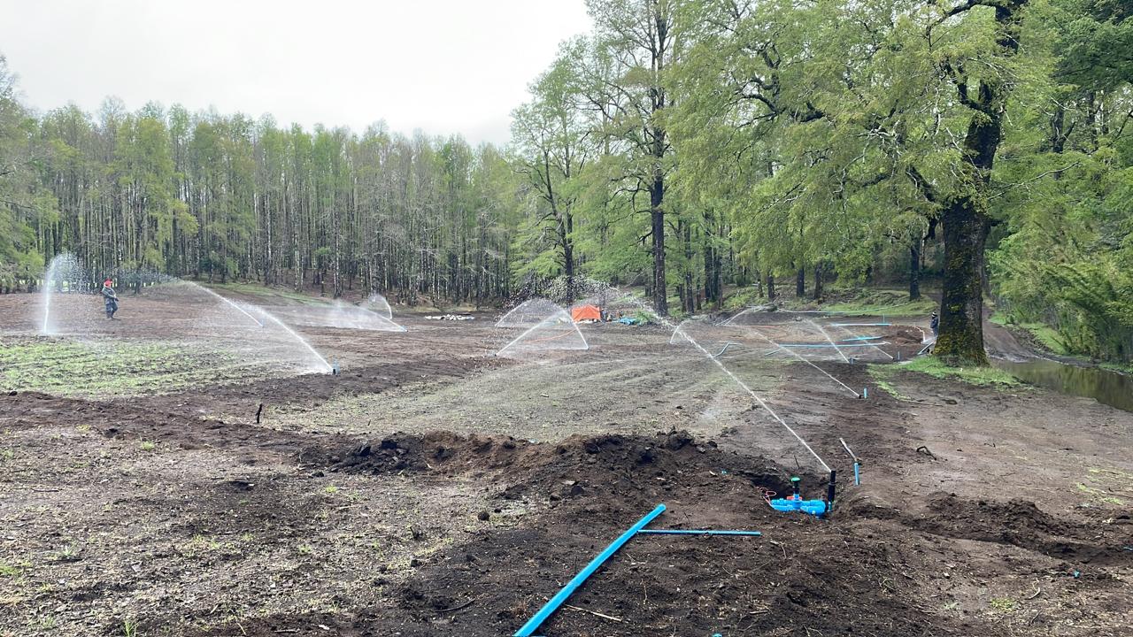 Aspersores de gran alcance en operación sobre terreno preparado en Pucón