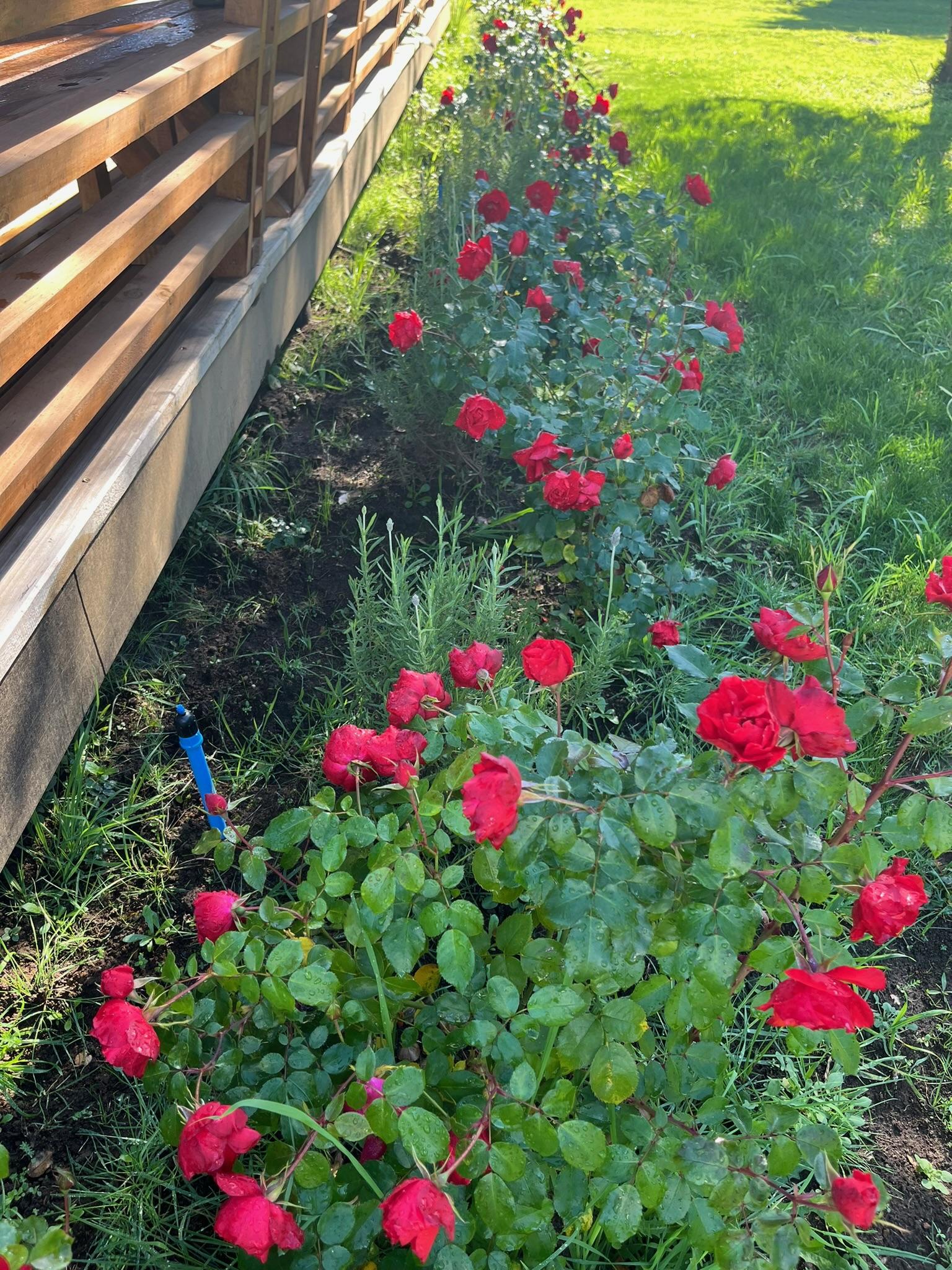 Jardín residencial completo con mejoramiento de suelo