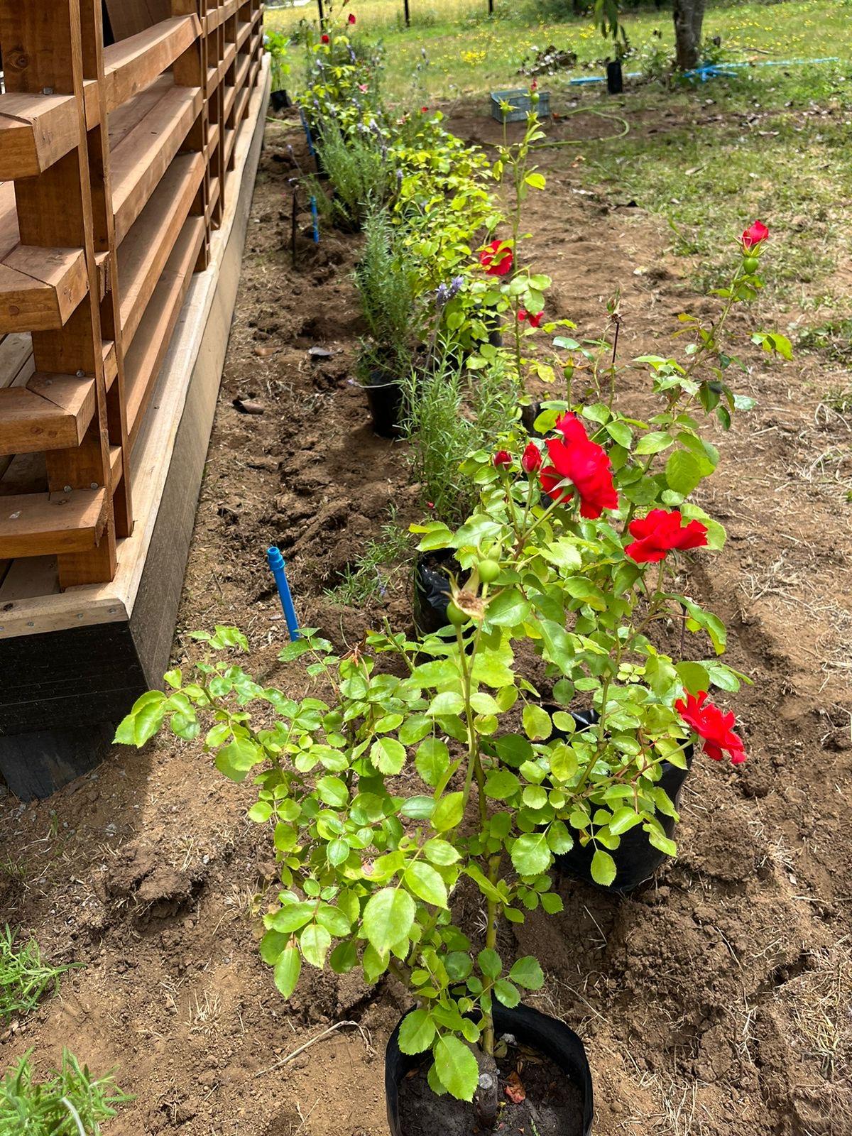 Preparación y mejoramiento del suelo en Villarrica