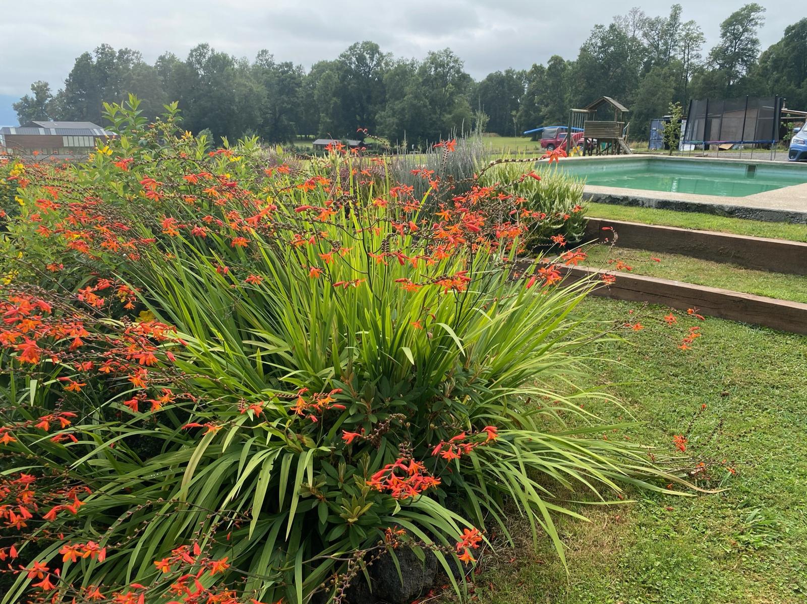 Pirca de piedra volcánica con rocallas