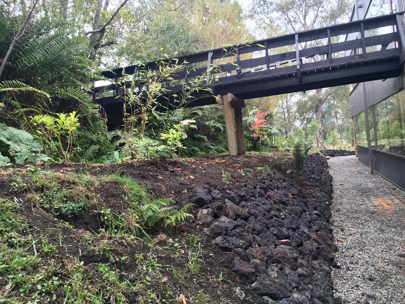 Macizos de especies de sombra establecidos