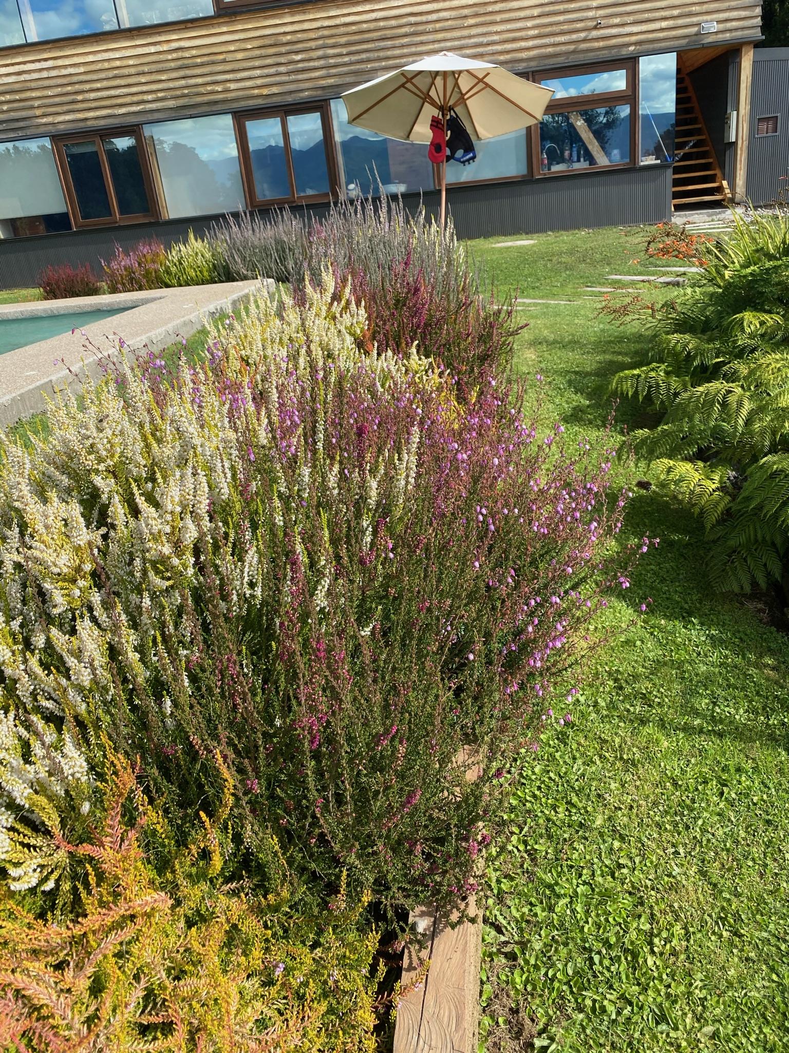 Carpeta compacta de césped después de re-semillado