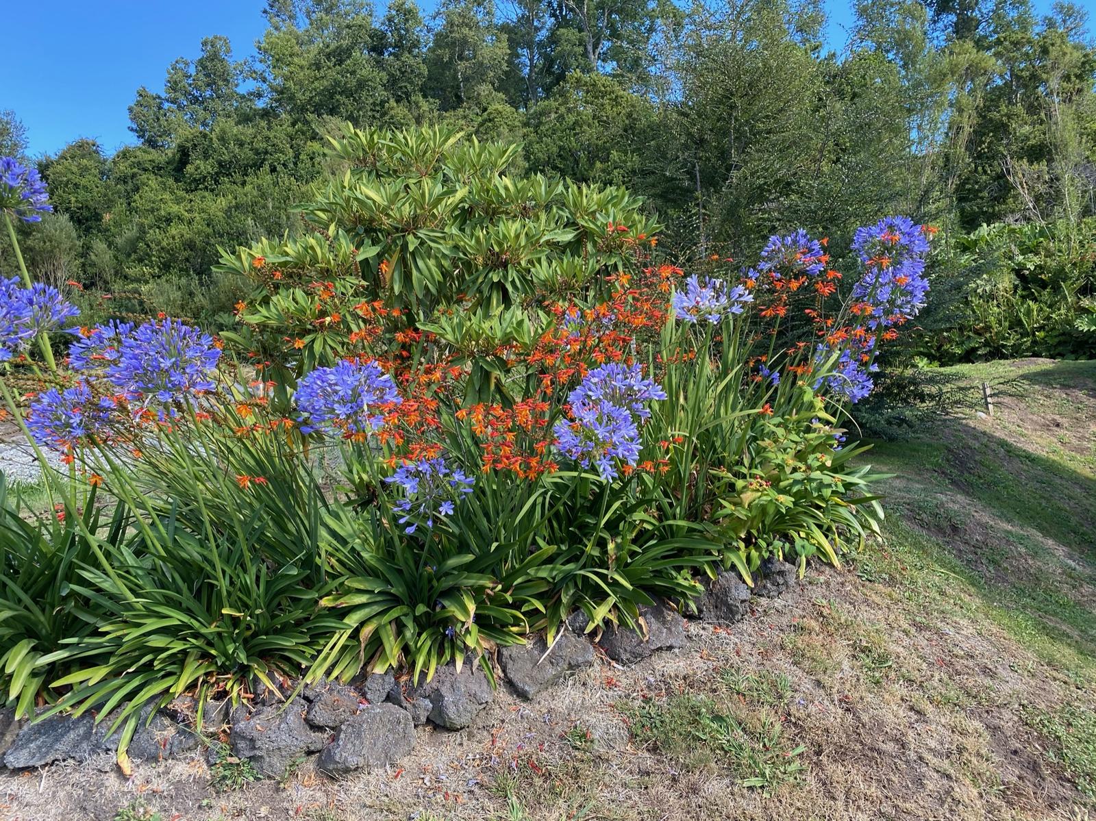 Rocallas y especies de sombra en pirca